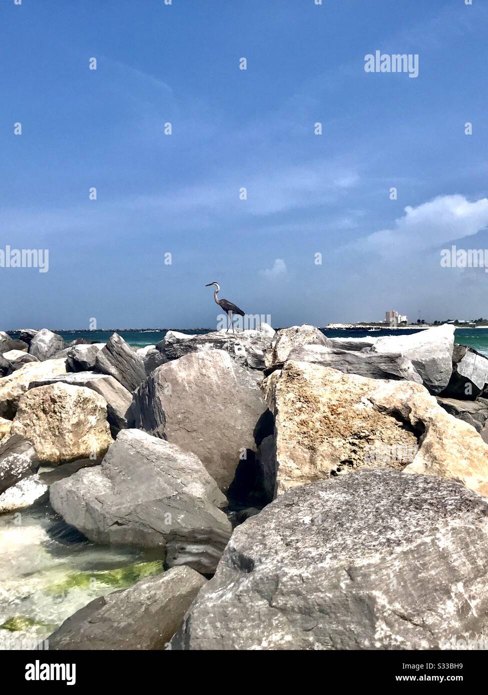 Observación De Aves En La Isla Shell Foto de stock