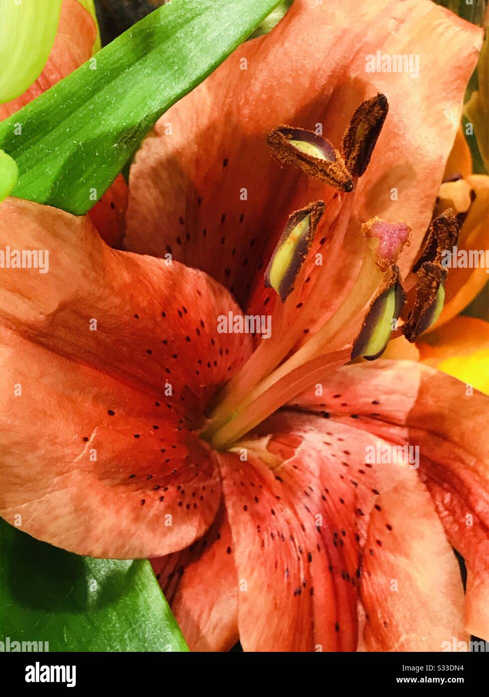 Lirio tigre aka lirio asiático en un ramo - Lilly anaranjado - flor  anaranjada con estambre - imagen ampliada Fotografía de stock - Alamy