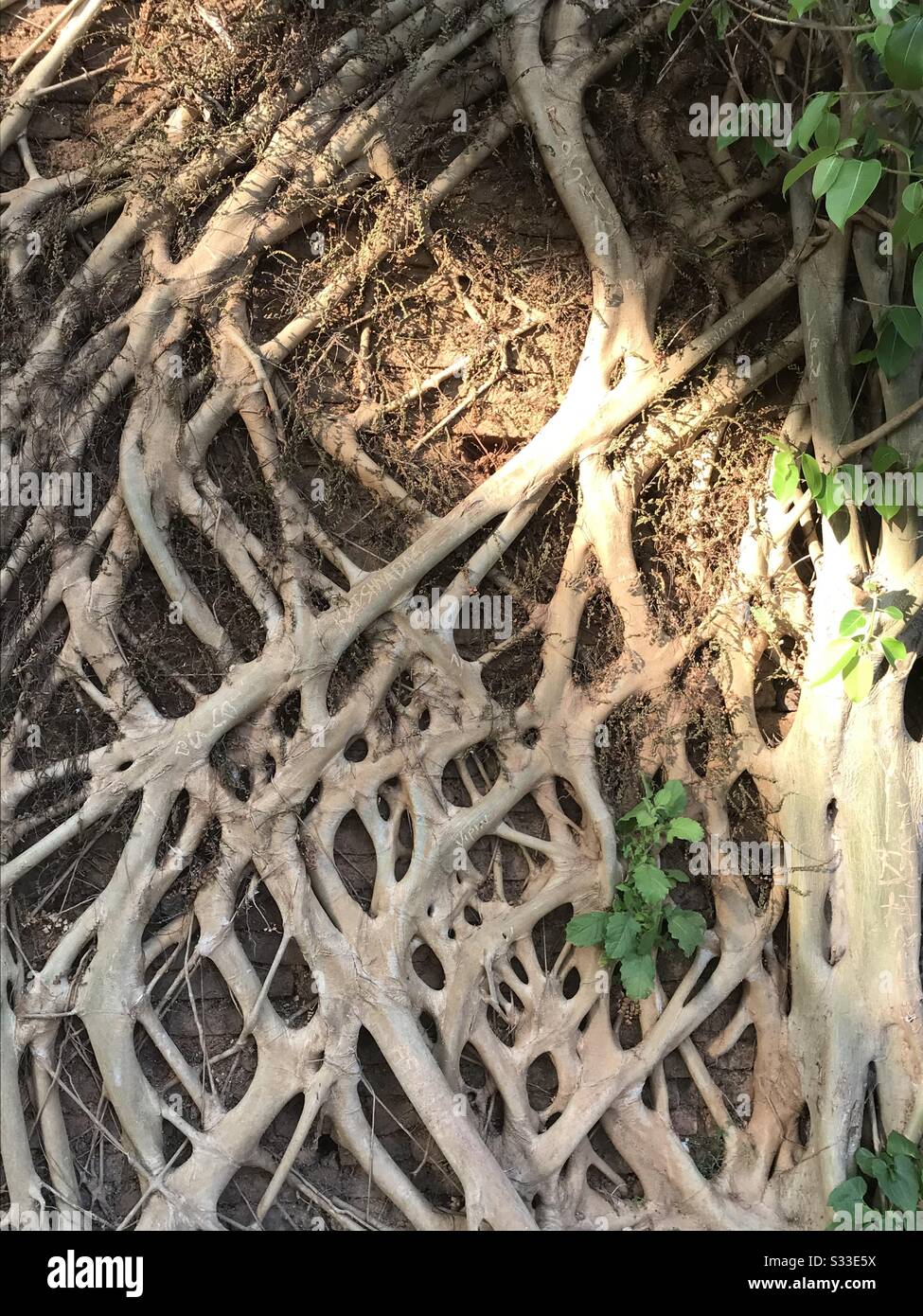 Encontrado Un Patron Interesante De Las Raices Del Arbol Cubrio