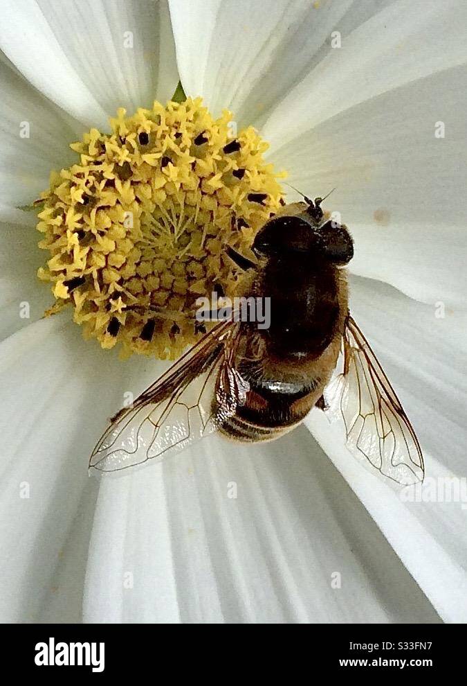 Abeja estando ocupada siendo una abeja Foto de stock