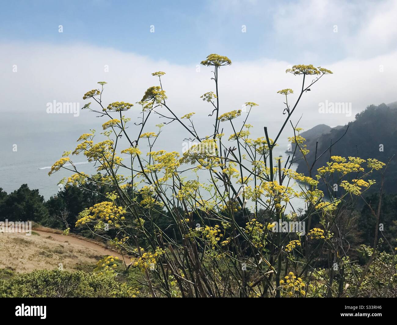 Marin cabeceros y niebla y flores amarillas Foto de stock