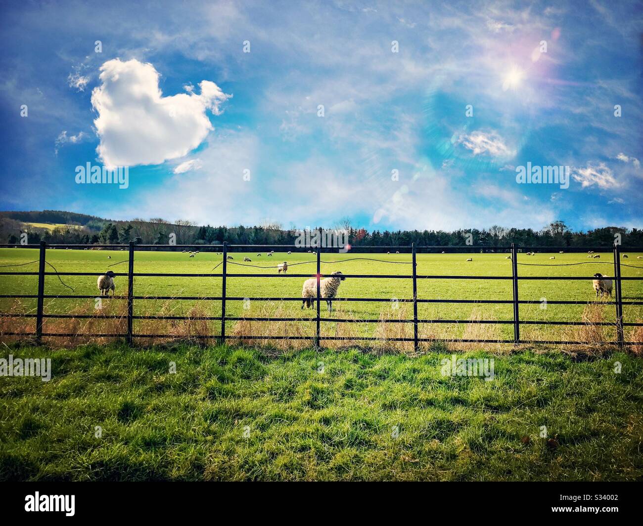 Nubes en forma de corazón sobre ovejas pastando un campo verde de la granja es verano con lentes de colores y los árboles en la distancia Foto de stock