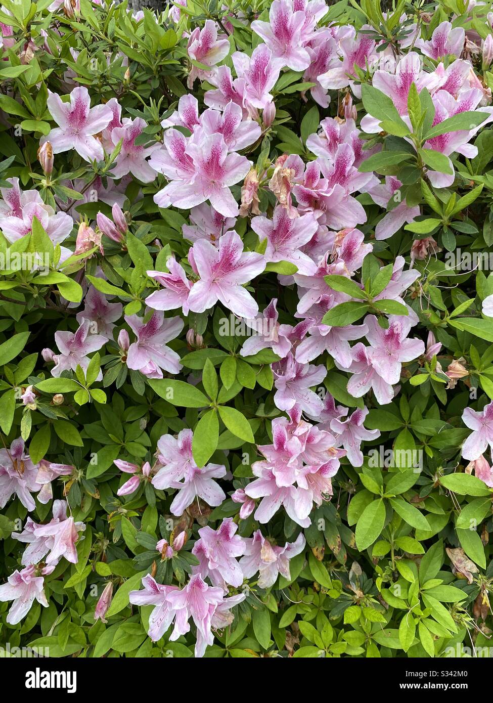 Gran arbusto de azalea rosa en flor Fotografía de stock - Alamy