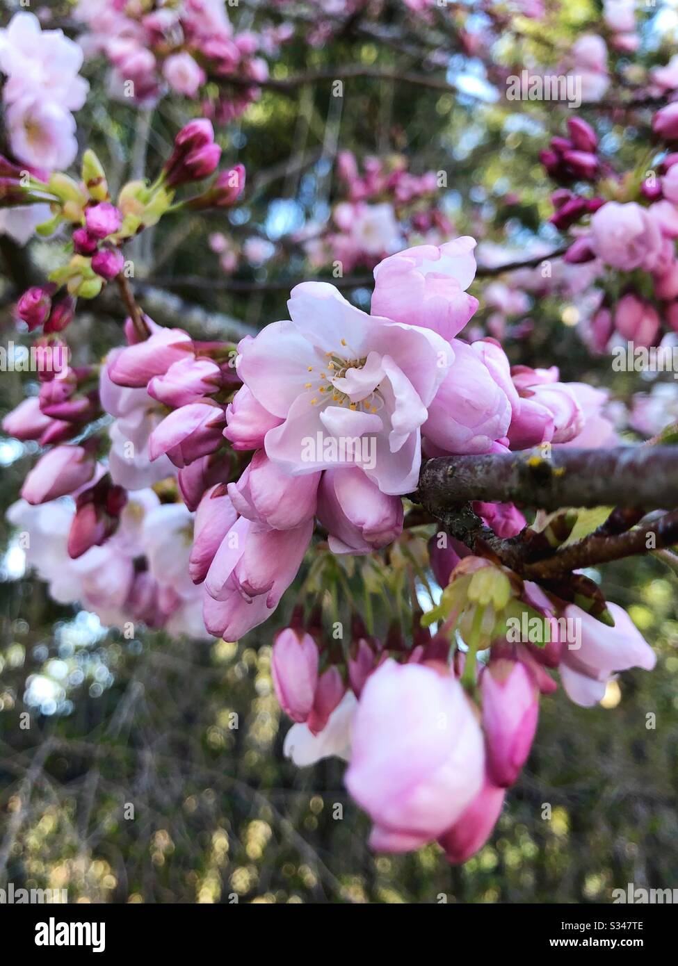 Flores de cerezo japonés. Foto de stock