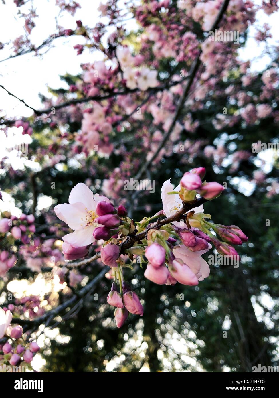 Flores de cerezo japonés. Foto de stock