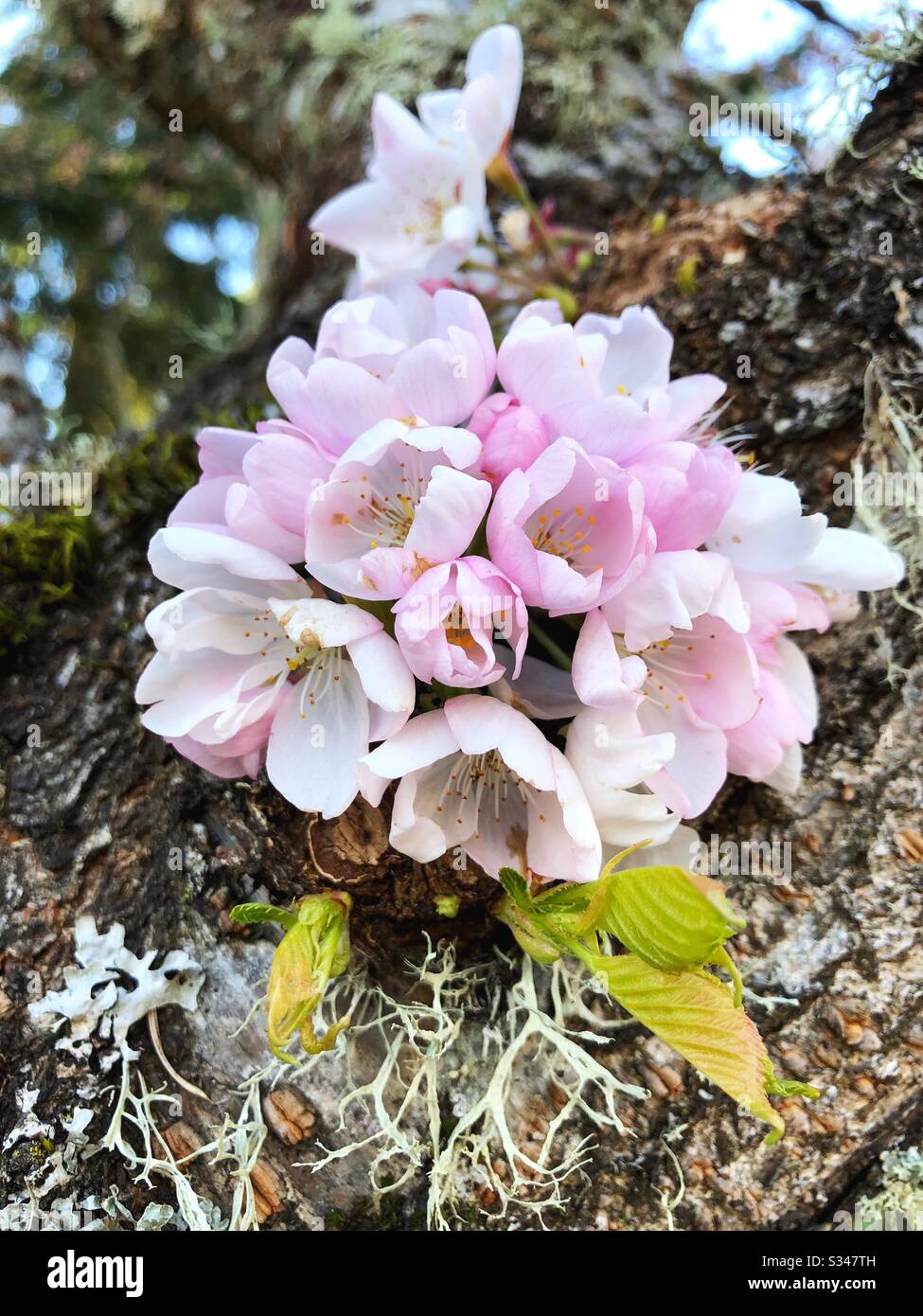 El cerezo japonés florece en un árbol con liquen y musgo. Foto de stock
