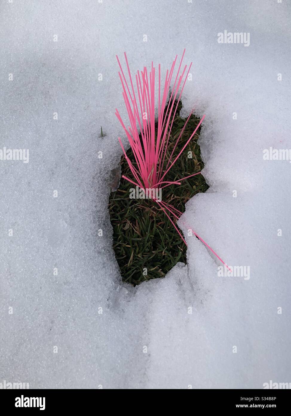 Un susurro de plástico rosado marcado en hierba rodeada de nieve. Foto de stock