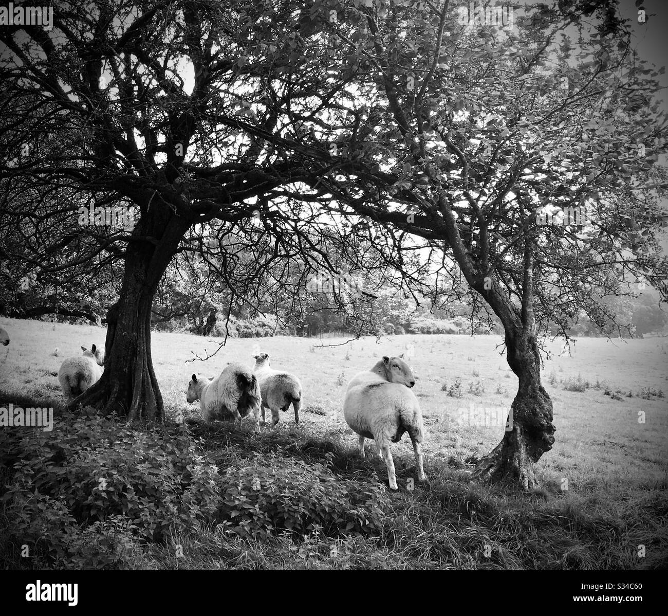 Ovejas en el campo bajo el árbol Foto de stock