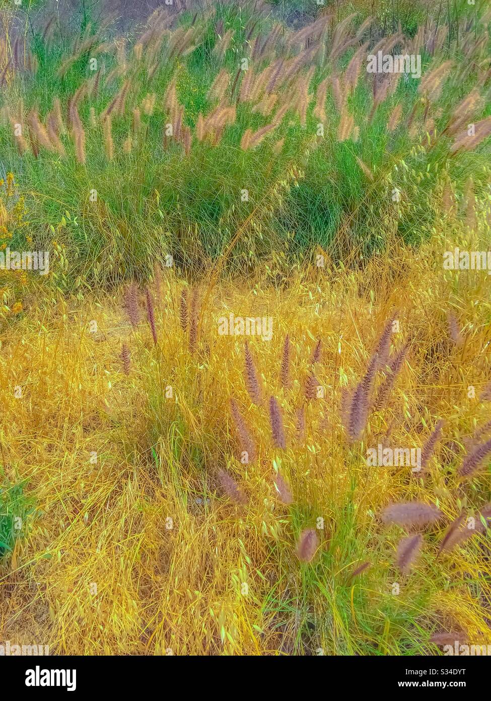 Campo de hierba con fondo de flores silvestres Foto de stock