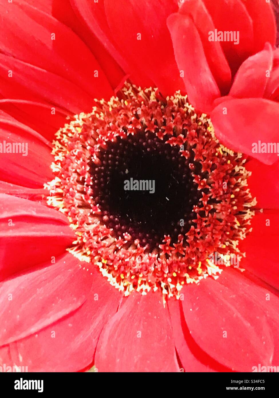 Primer plano de la hermosa flor de la Gerbera Roja -una creación de dios  -hermoso color y pétalos , pistil con centro suave, macro vista de pequeños  pétalos en capas en diferentes