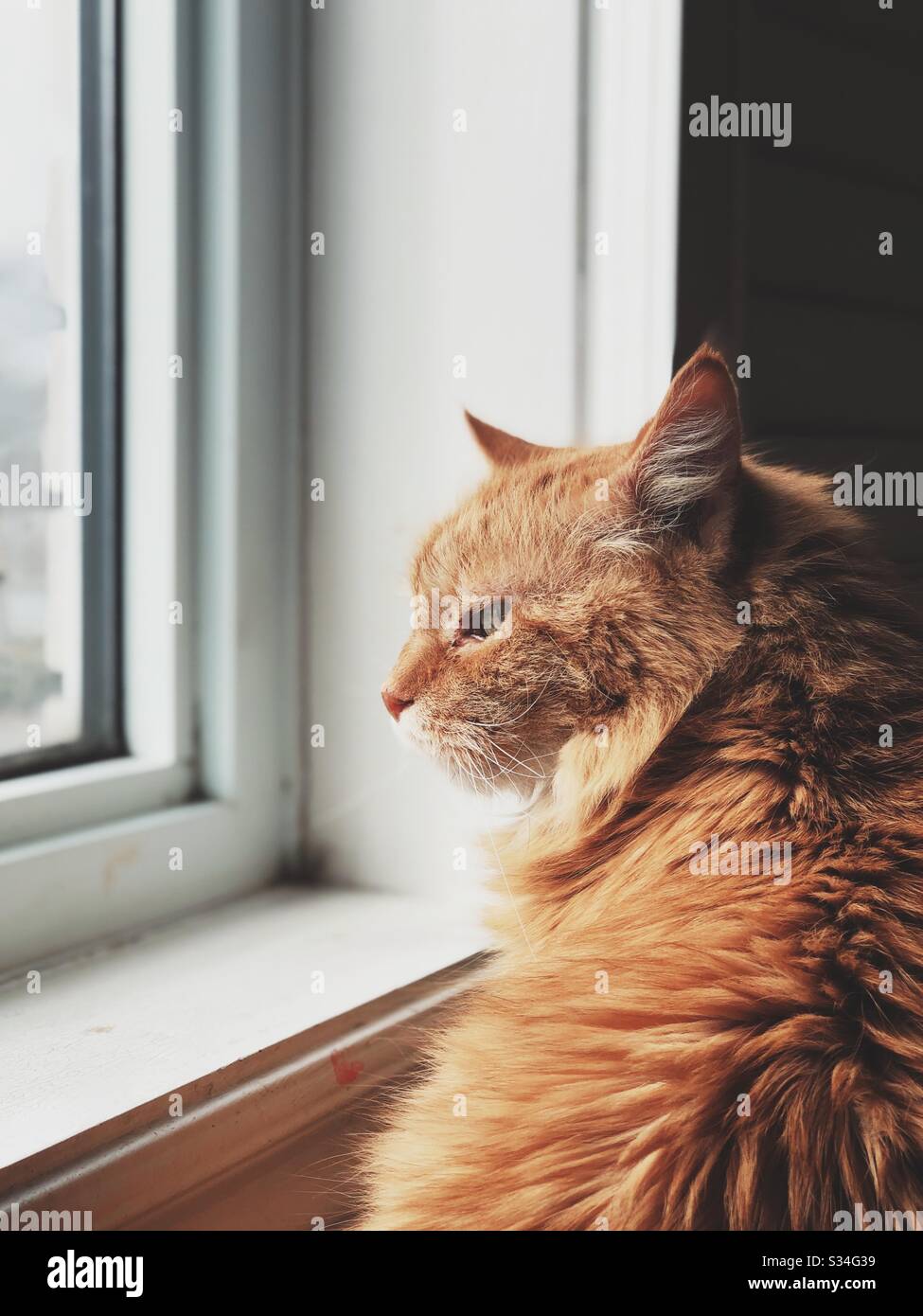 Gato senior mirando por la ventana Foto de stock