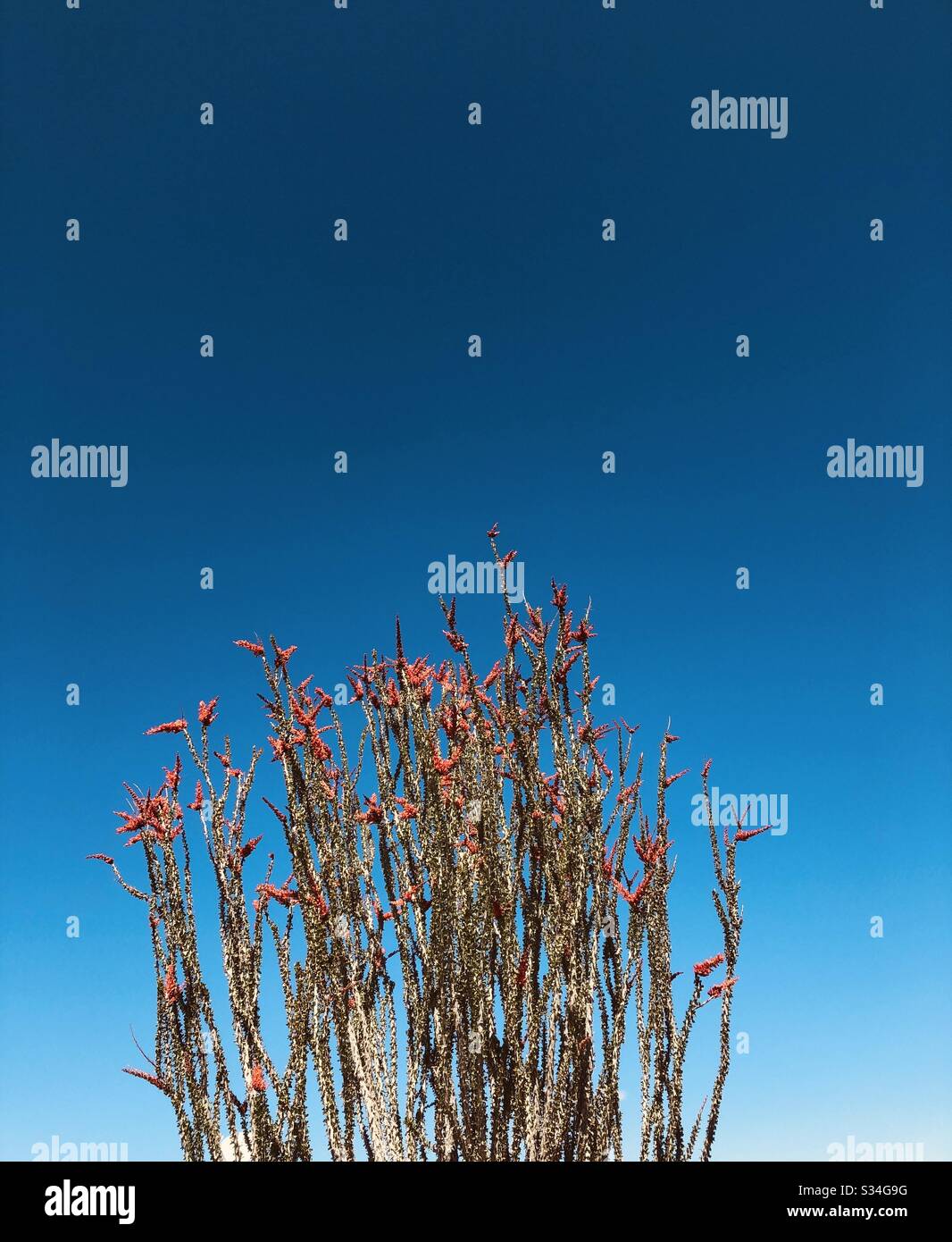 Ocotillo en brisa, flores, cielo azul, sin nubes, planta del desierto, naturaleza, natural, filtro añadido, espacio de copia, YumaAZ Foto de stock