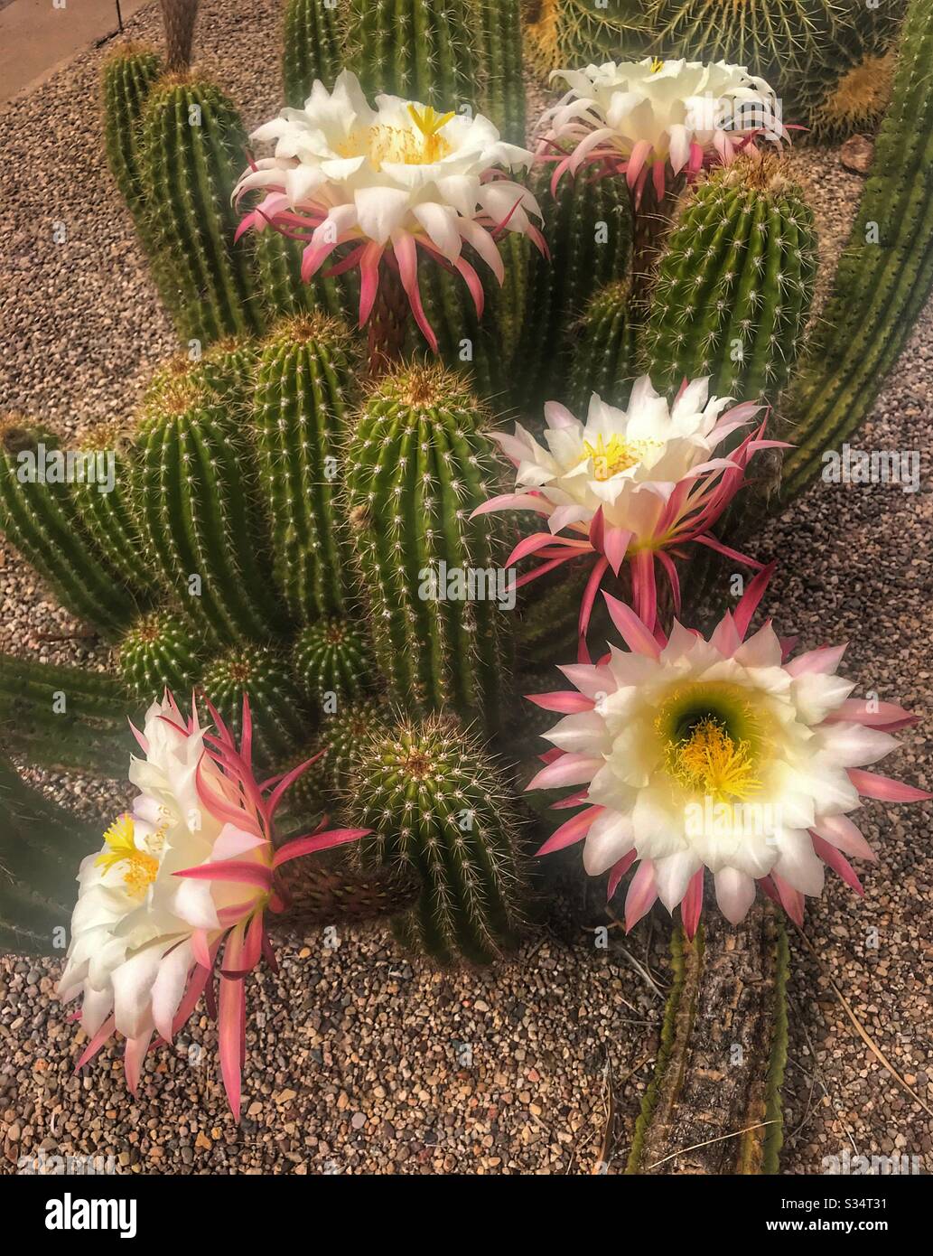 Globo Sudamerica Poner Flores de cactus del desierto Fotografía de stock - Alamy