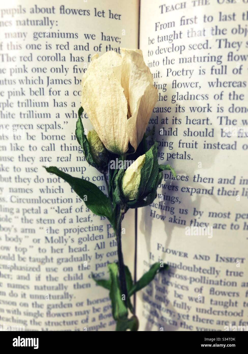 Una flor seca en un libro sobre flores. Foto de stock