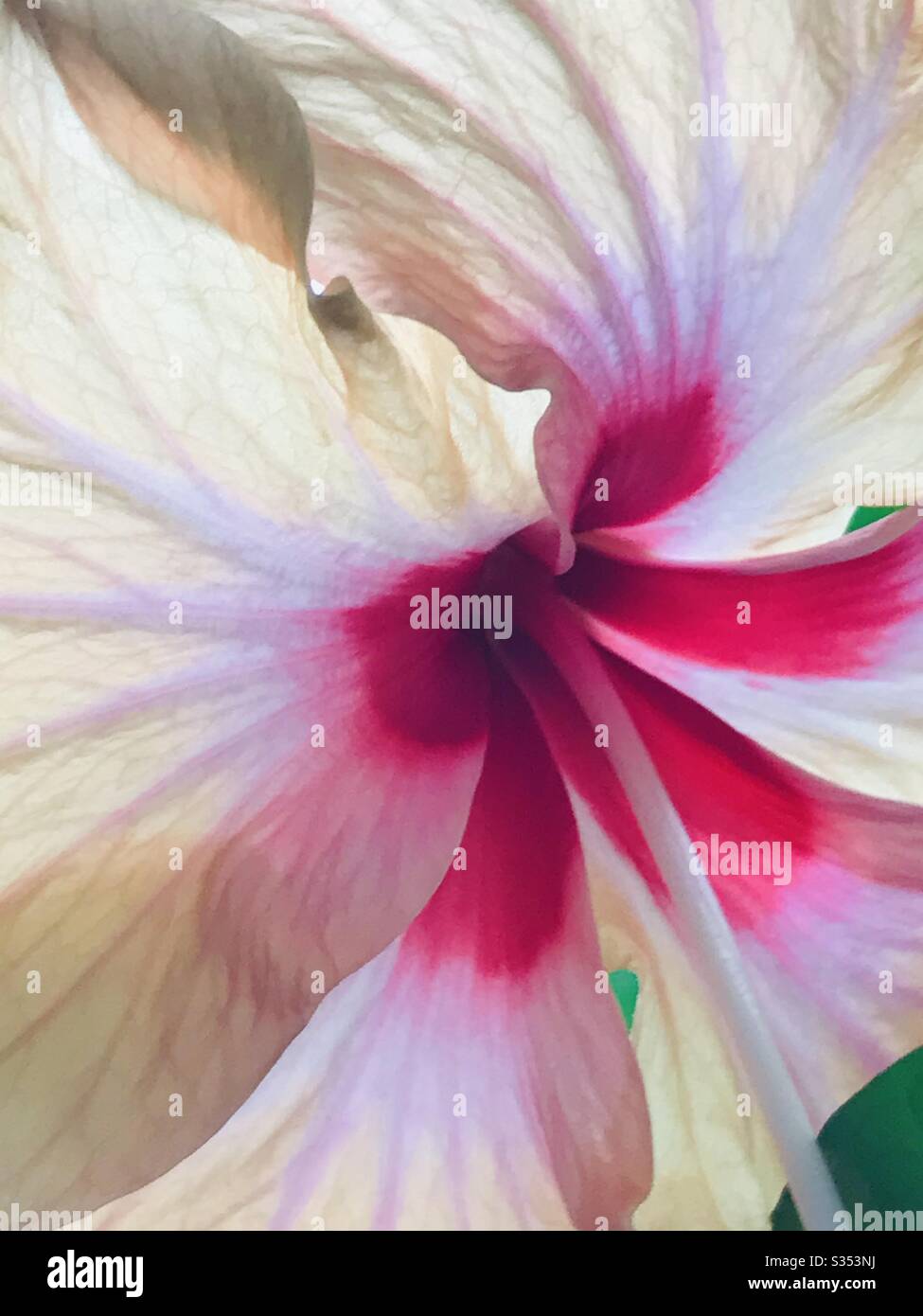 Imagen completa de Crema flor de hibisco amarillo con fondo rojo central solienta, primer plano, singapur, Rosa de Sharon Foto de stock