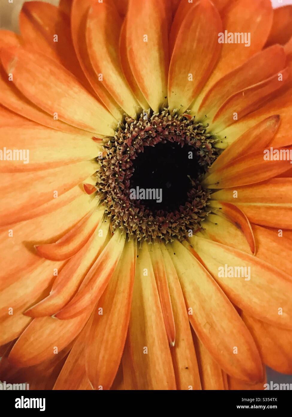 Primer plano de la preciosa flor de Gerbera naranja amarillo -hermoso color  y pétalos, pistilo con centro suave, vista macro de pequeños pétalos en  diferentes tamaños-flor amarilla brillante, Singapur Fotografía de stock -