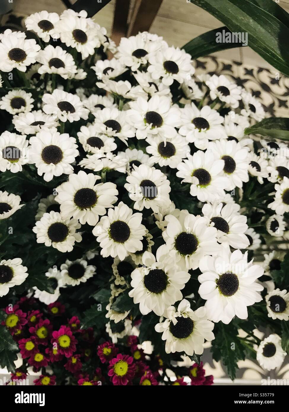 Ramo de flor de relleno fresco, margarita como flor en blanco y centro  negro para la venta en Singapur, perfecto para ramos oficiales Fotografía  de stock - Alamy