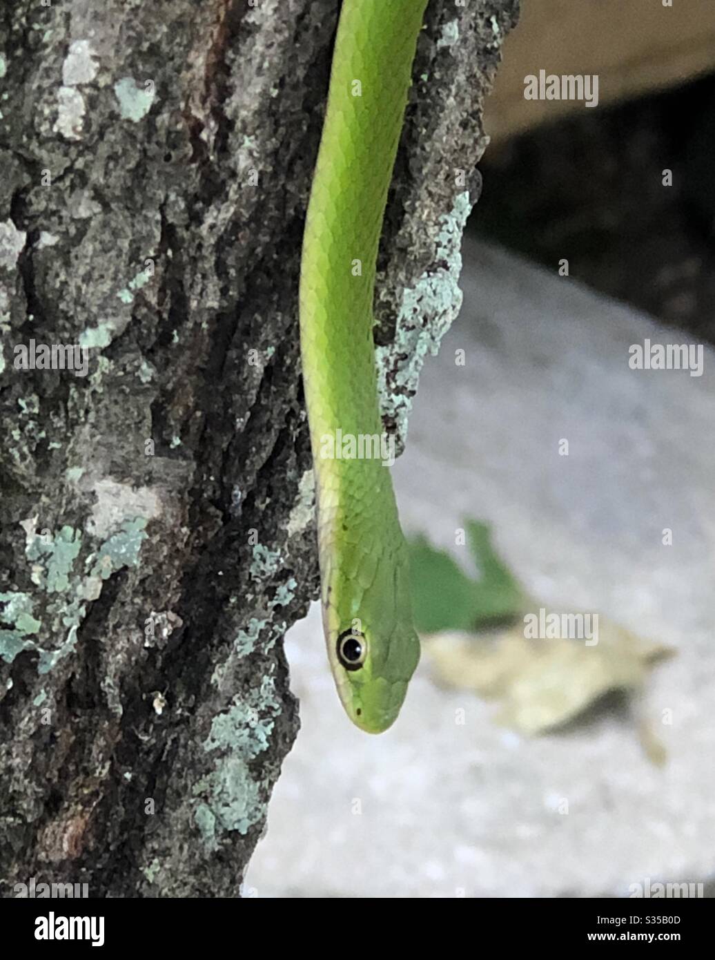 Midwest, Reptil, serpiente verde del jardín, bajando árbol, ojo negro