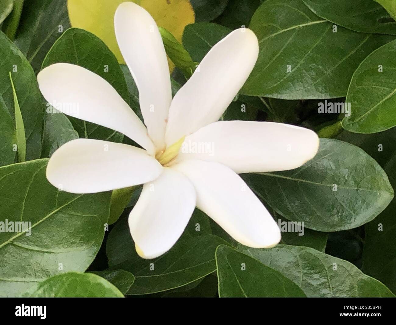 Flor hawaiana fotografías e imágenes de alta resolución - Alamy