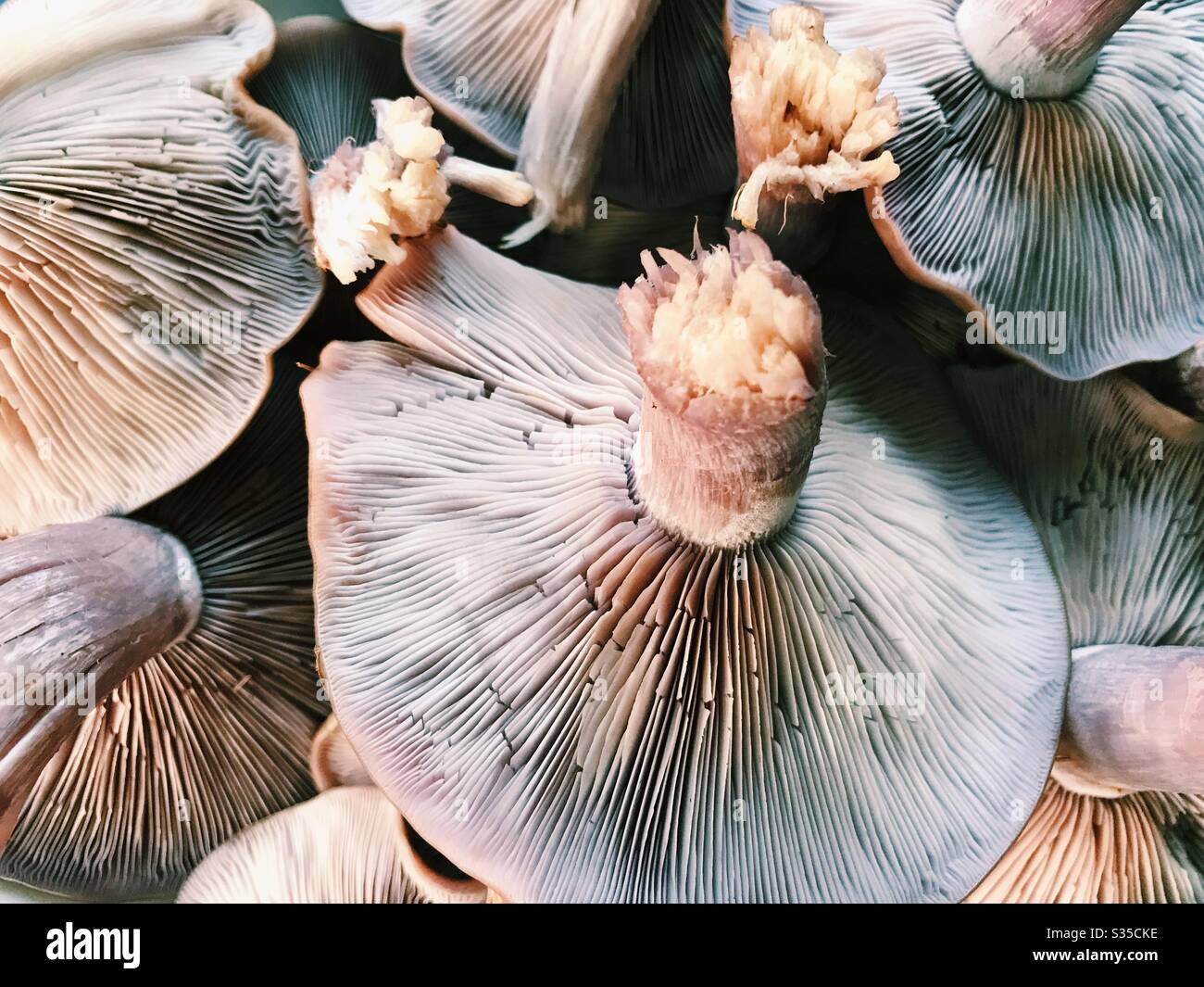 Cosecha de hongos de madera (Clitocybe nuda) de Northumberland, Inglaterra. Ocasionalmente también conocido como Lepista nuda, estos son un hongo comestible nativo de Europa y Norteamérica. Foto de stock
