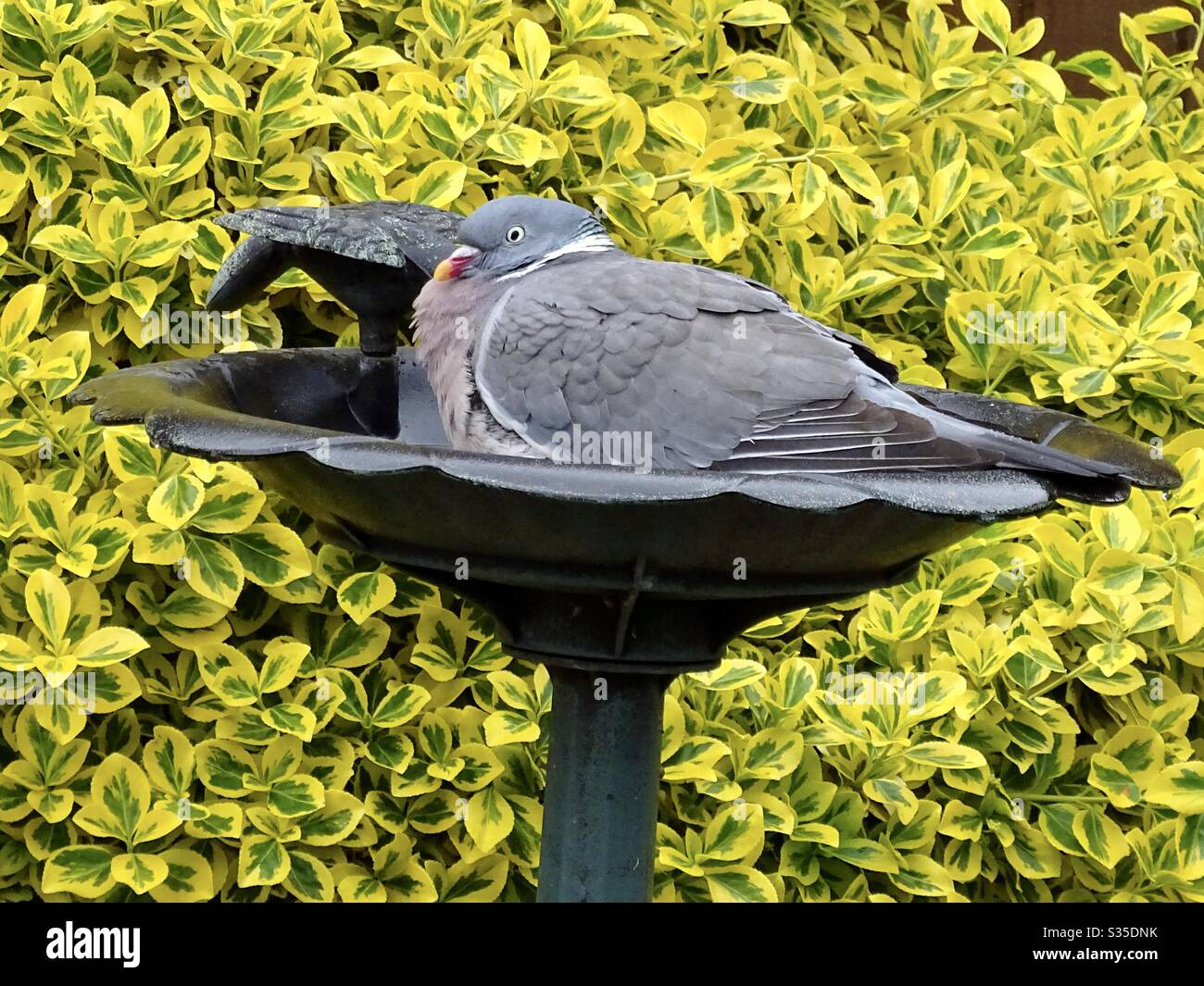 Pequeña fuente solar en un baño improvisado de pájaros en el jardín con  adoquines para proporcionar percas para beber y bañarse Fotografía de stock  - Alamy