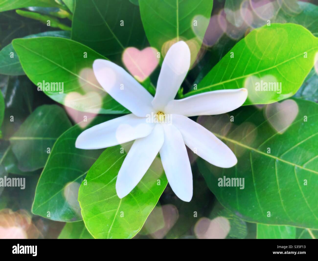 Flores hawaianas con corazón . Foto de stock