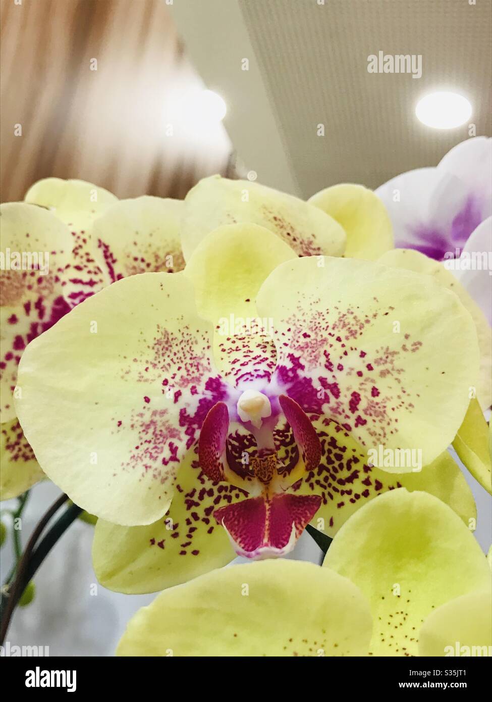 Orquídea de polilla verde claro con labio de color marrón y pecas decoradas  en un ambiente de oficina, orquídea de color amarillo claro punteado  singapur Fotografía de stock - Alamy