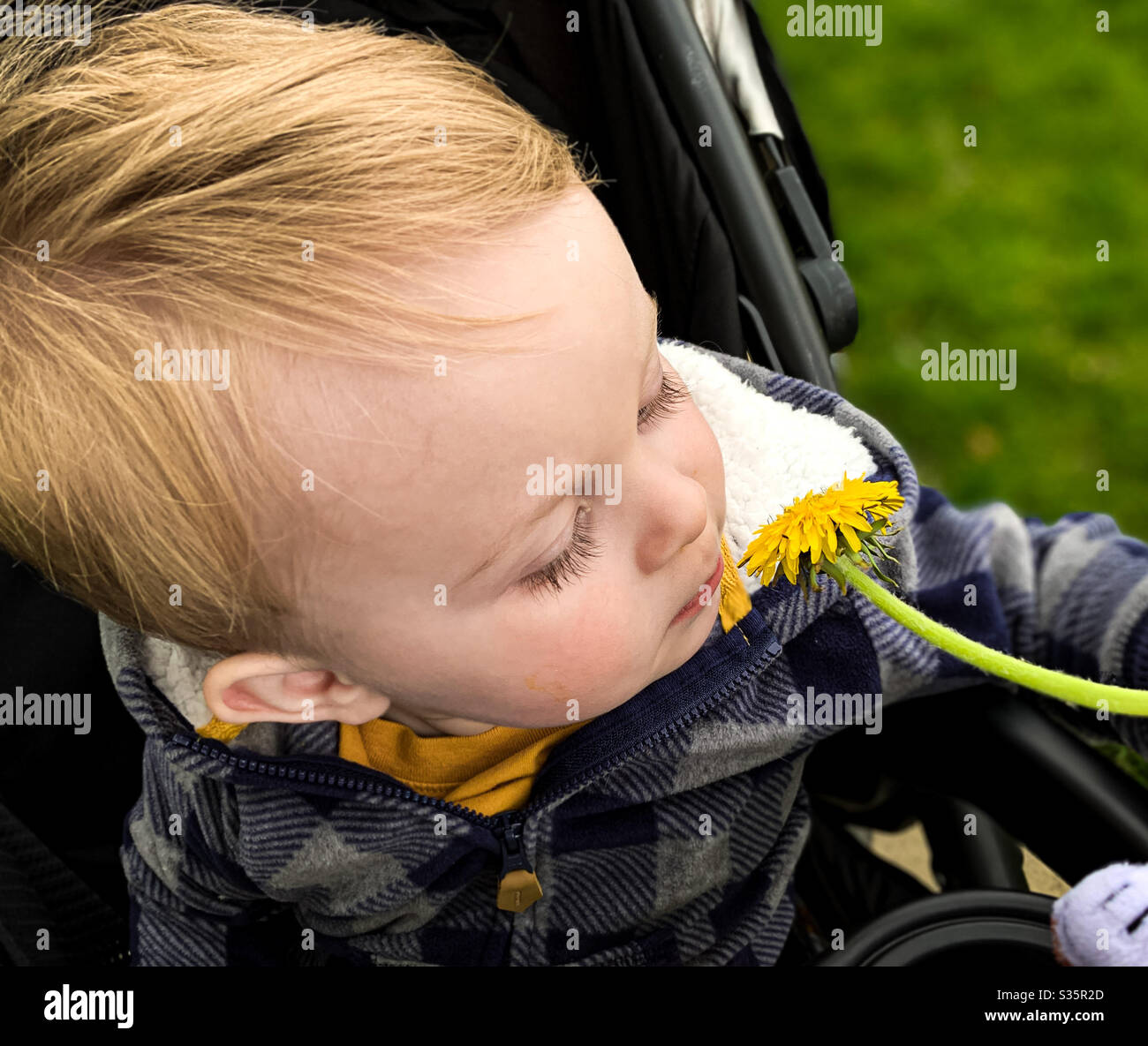 DUBUQUE, IOWA, 27 de abril de 2020–Foto de primer plano del hermoso niño pequeño que olía un diente de león amarillo durante un paseo en carrito en medio de la pandemia de Covid-19 el soleado día de primavera. Foto de stock