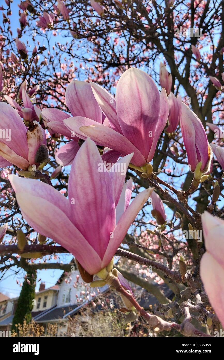 Magnolios en flor fotografías e imágenes de alta resolución - Alamy