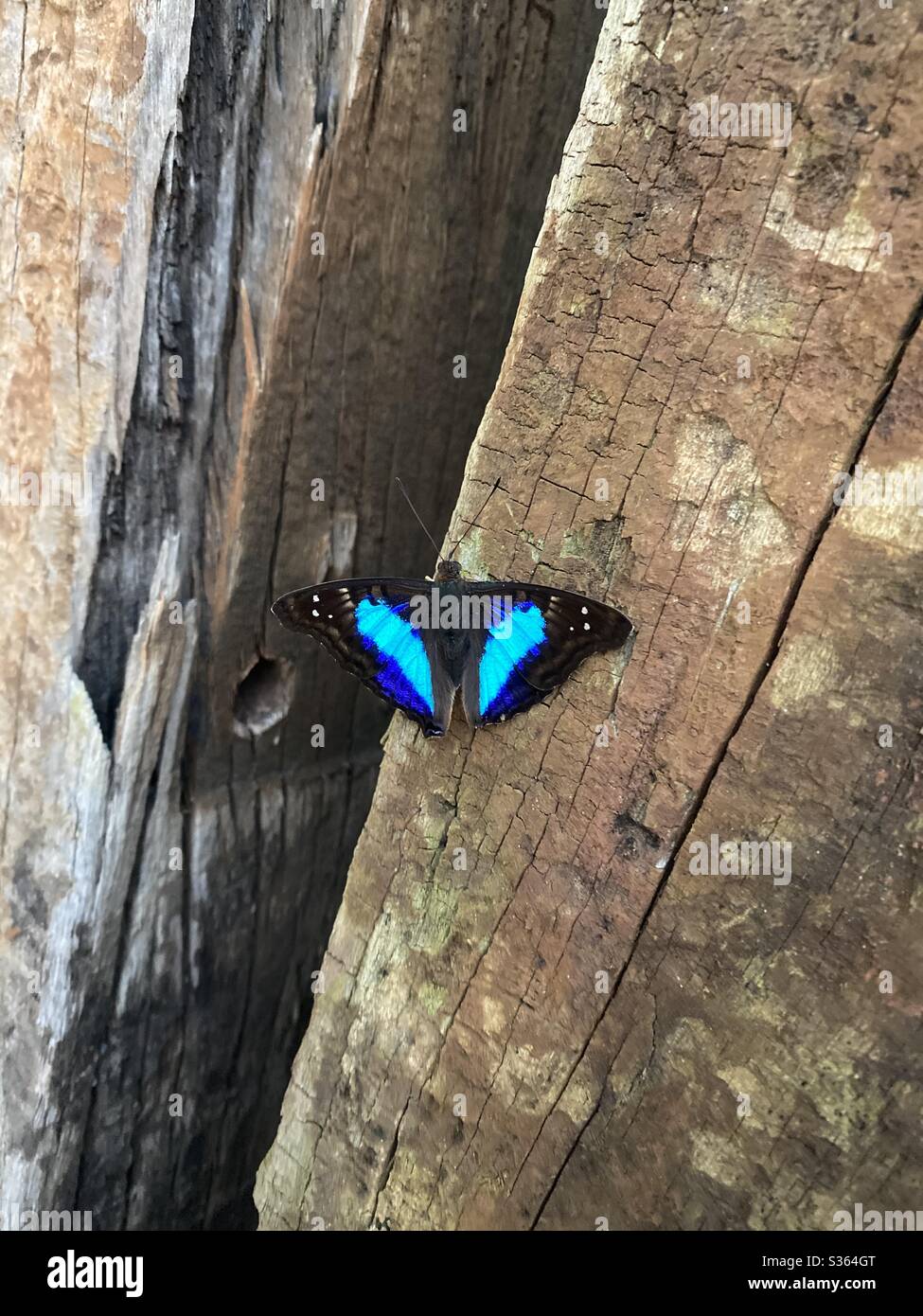 Mariposa azul Foto de stock
