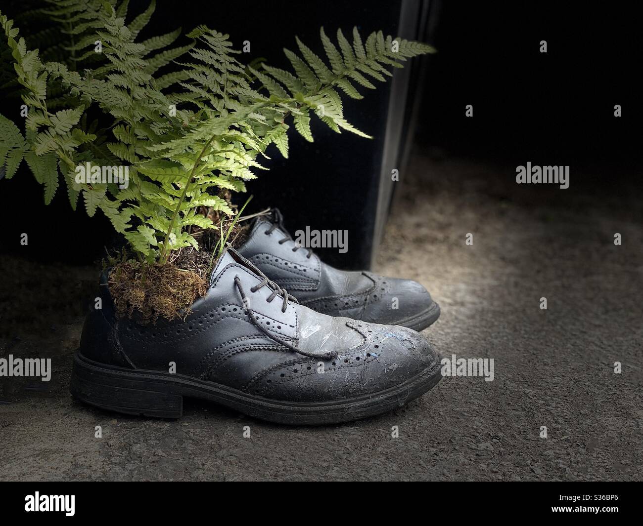 Sostenibilidad : planta que se ha plantado en un viejo par de zapatos de seguridad usados en un almacén de fábrica Foto de stock