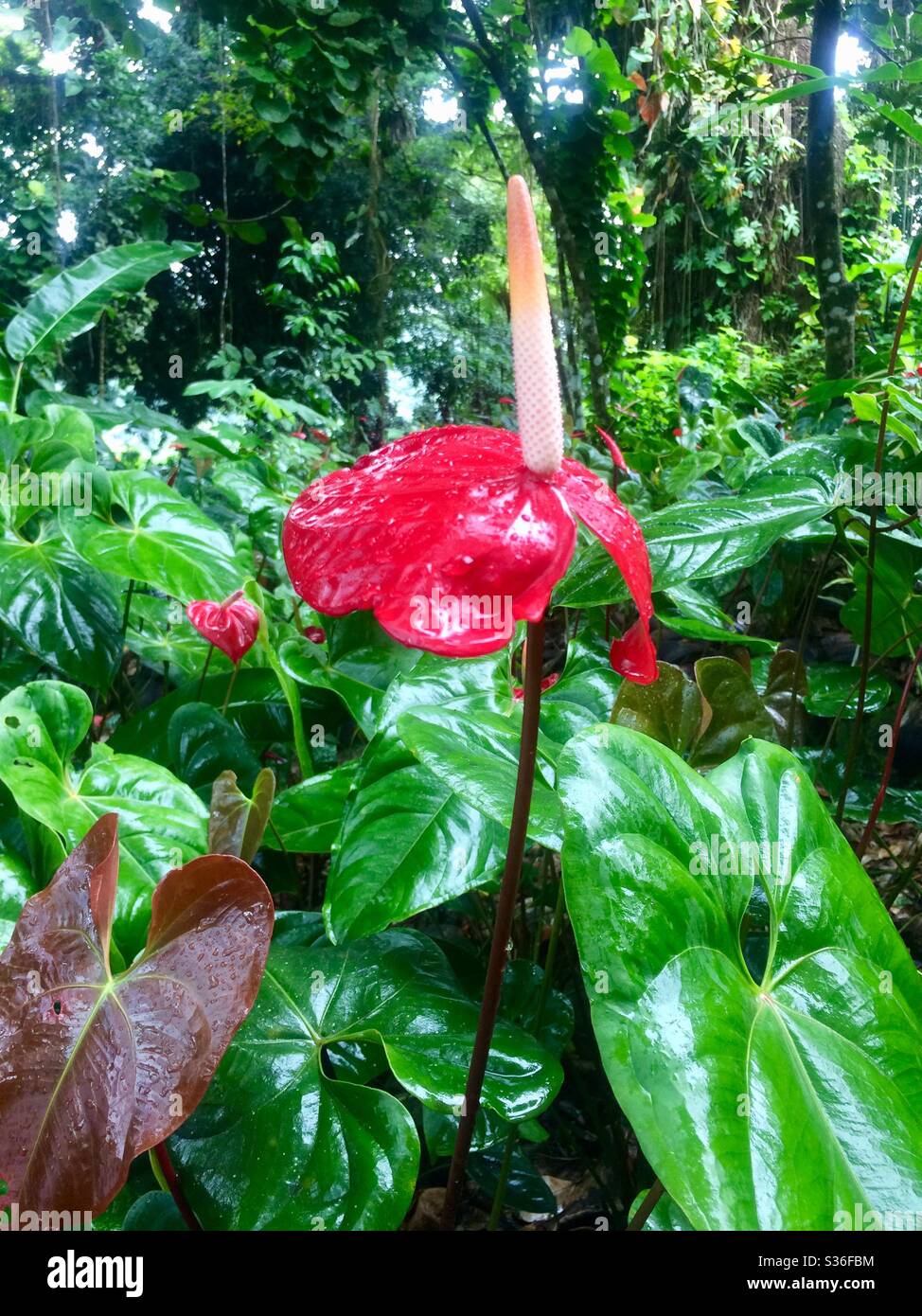 Un anturio rojo en forma de corazón o flor de flamenco en un jardín de selva tropical en San Vicente en el Caribe Foto de stock