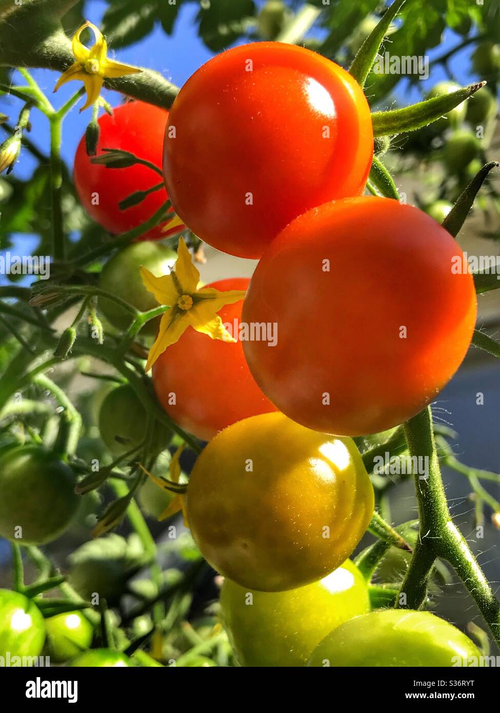 Tomates cereza y flor en la vid Foto de stock