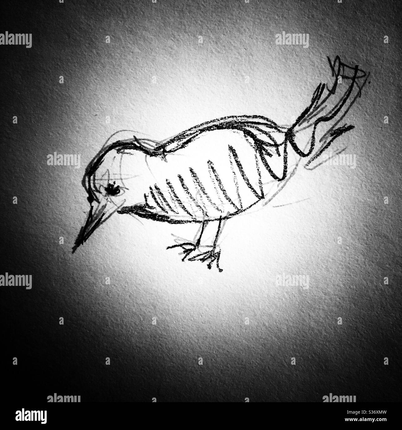Dibujo a lápiz de un pájaro fotografías e imágenes de alta resolución -  Alamy