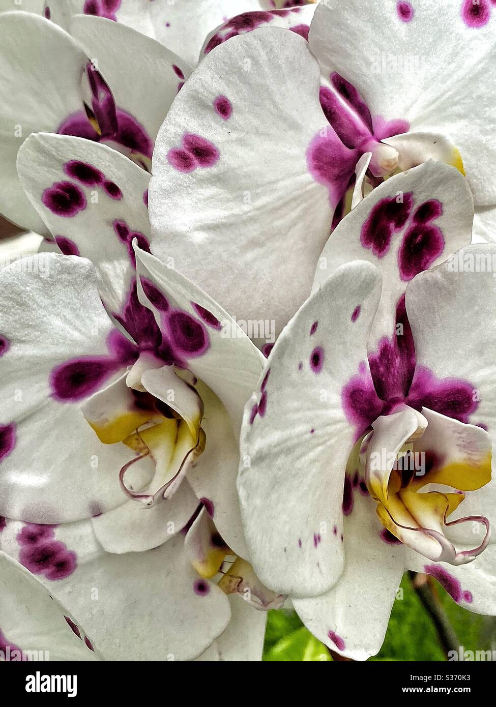 Flor blanca con manchas moradas fotografías e imágenes de alta resolución -  Alamy