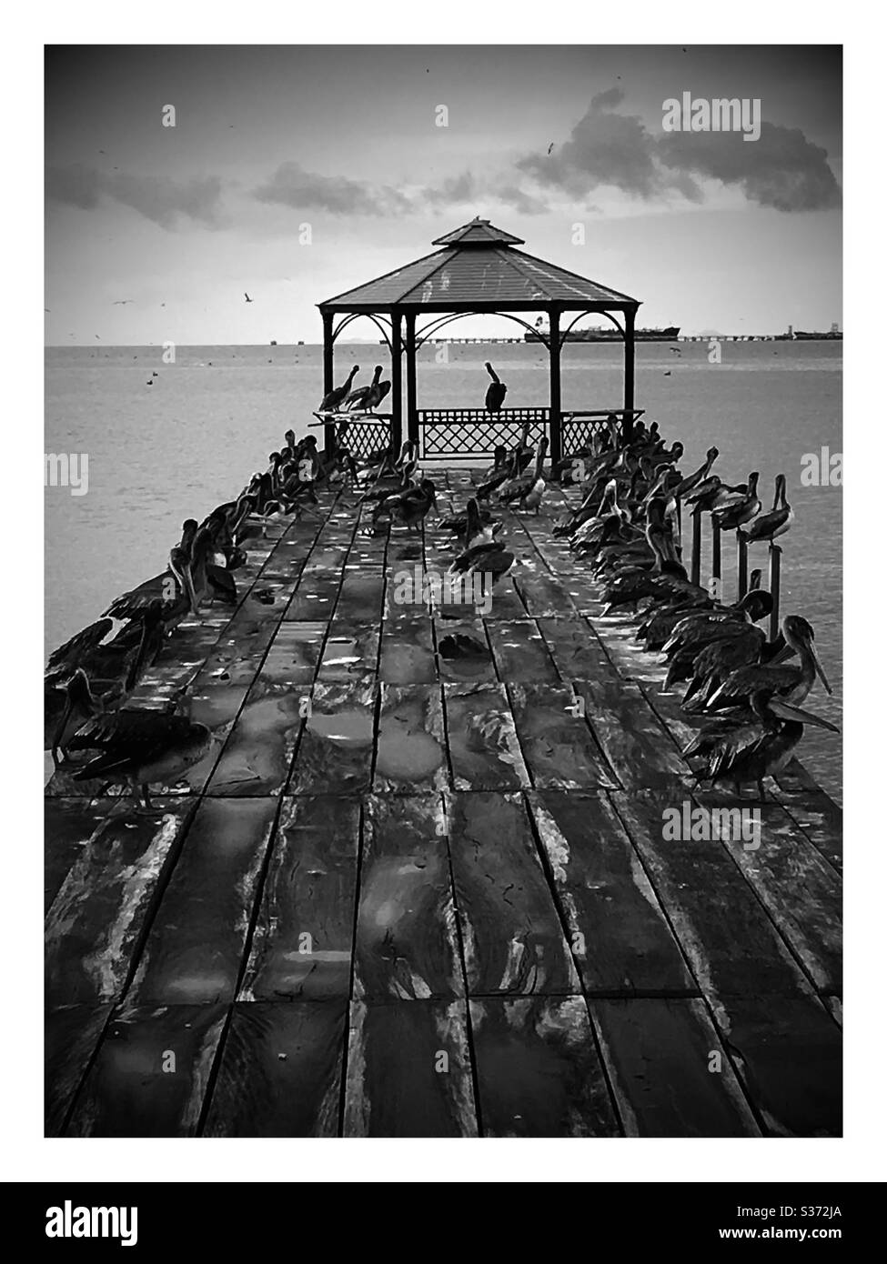 Pelícanos descansando en un embarcadero en San Fernando, Trinidad, Indias Occidentales Foto de stock