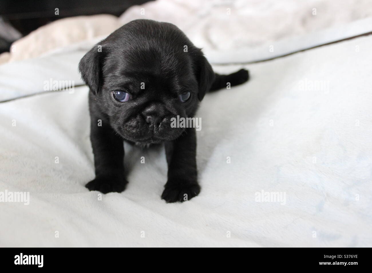 Black Pug Puppy Fotos E Imagenes De Stock Alamy