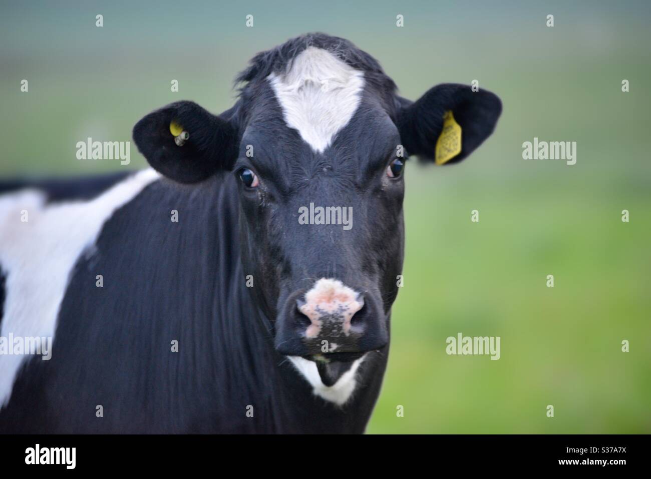 Imágenes de primer plano de vaca Foto de stock