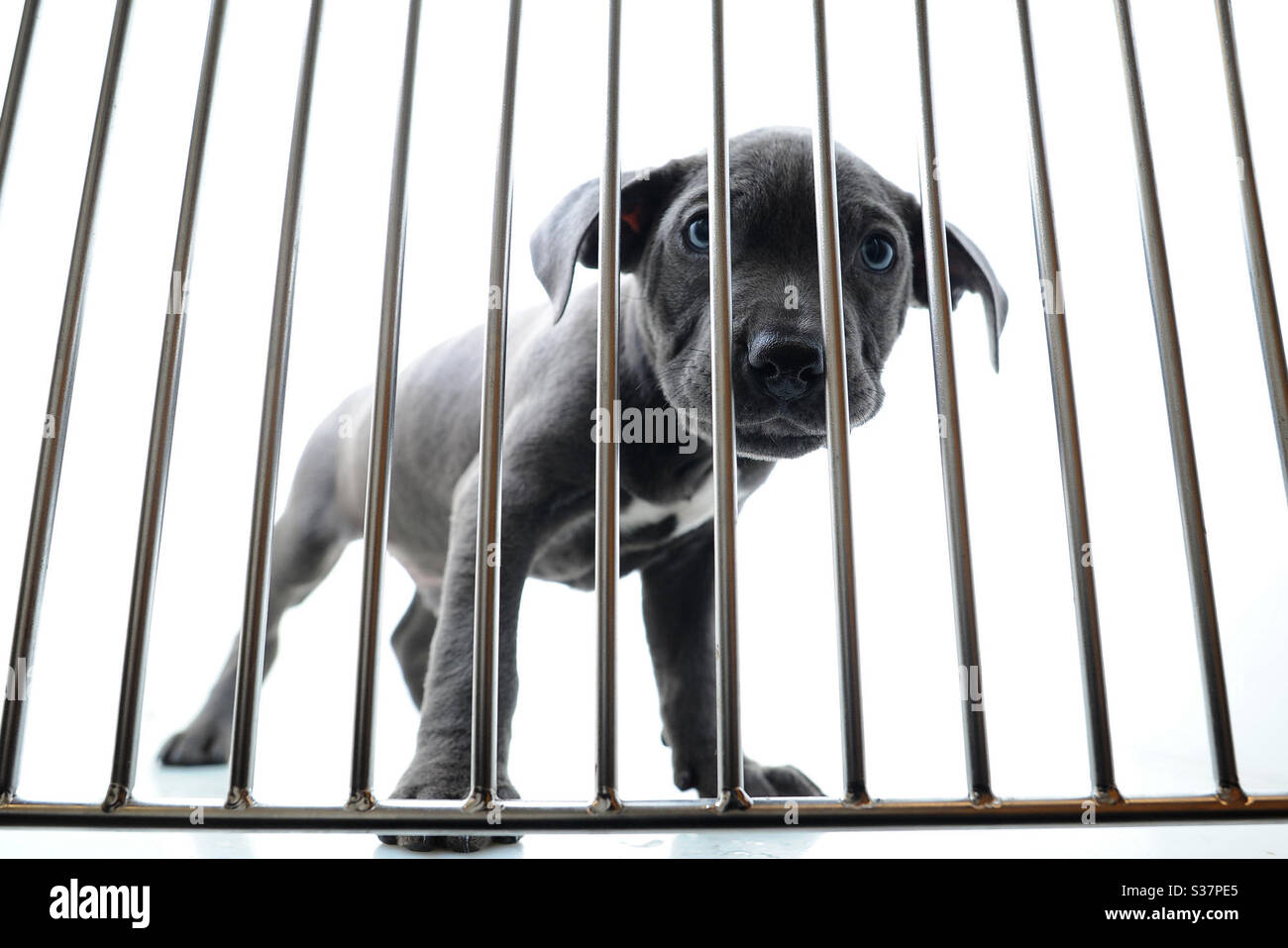 Un perro triste con ojos azules detrás de las barras en una casa de perros. Foto de stock