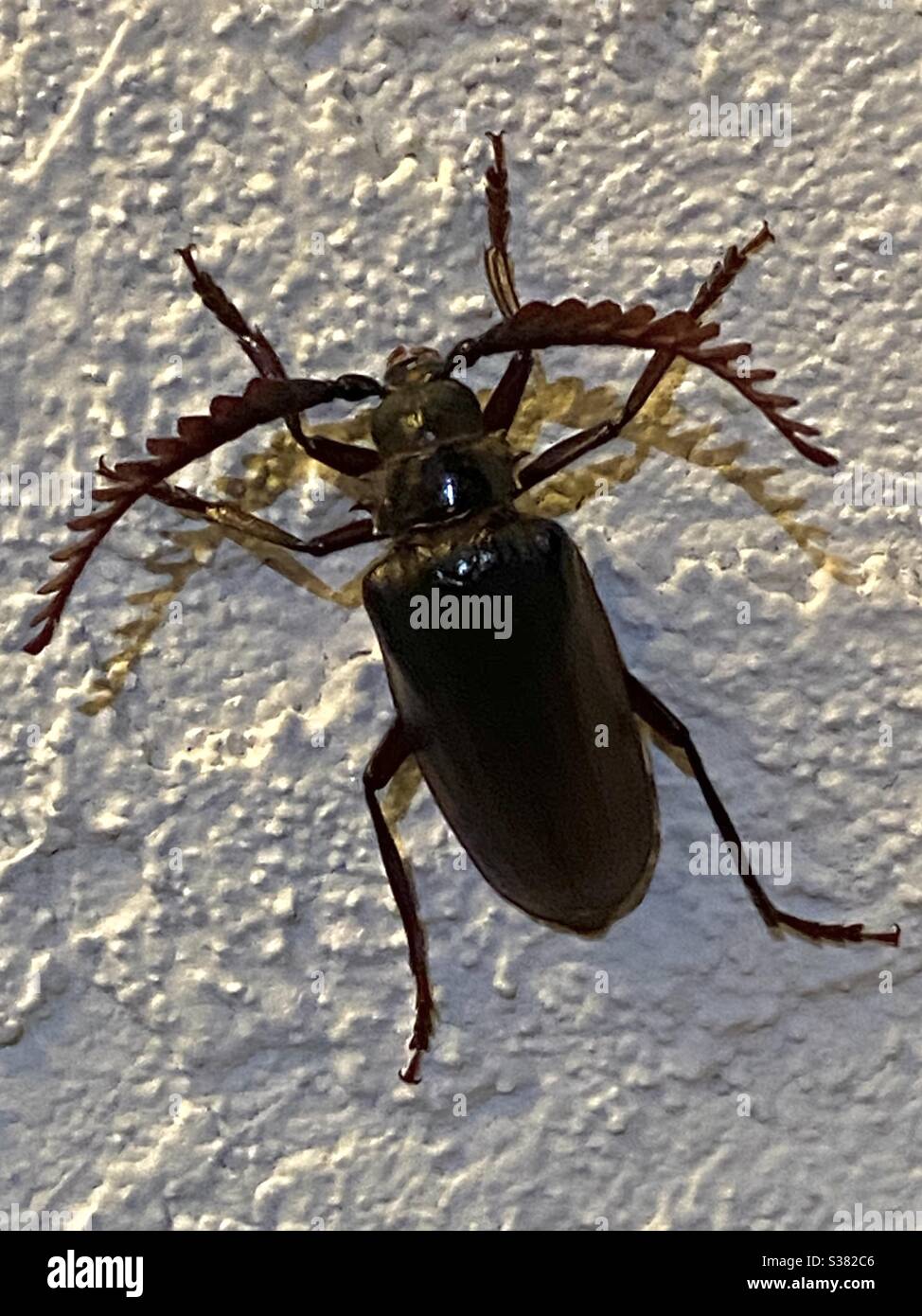 Escarabajo marrón grande con antena larga Foto de stock
