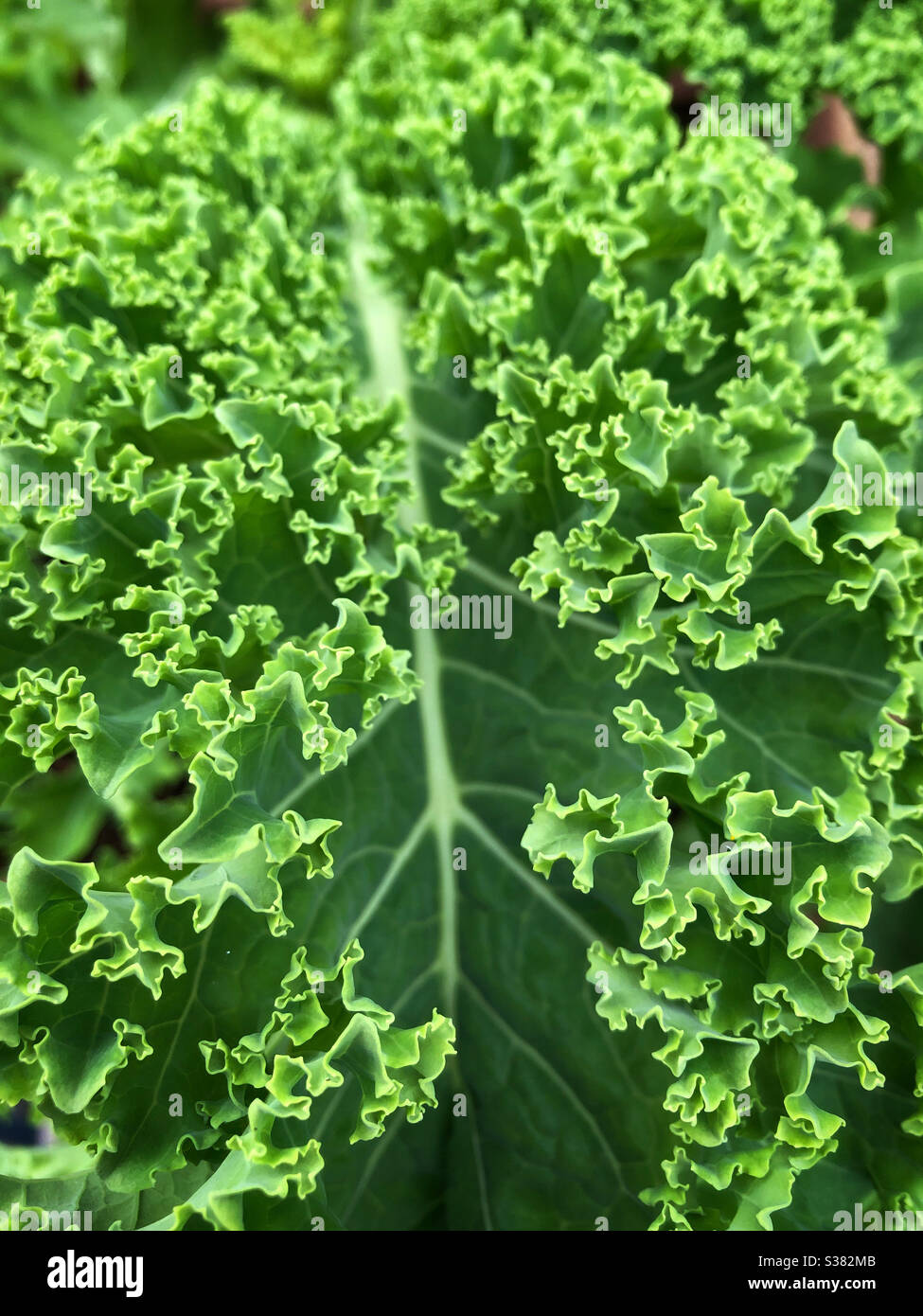 Kale de rizado fresco en un jardín. Foto de stock