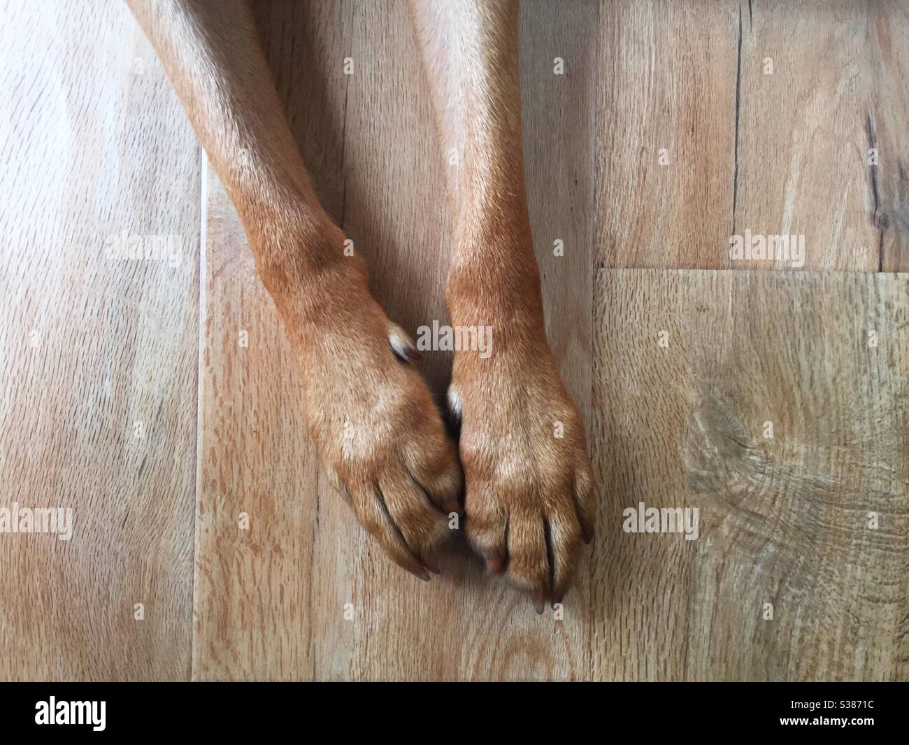 Mirando desde arriba hacia las piernas, pies y patas de un perro mascota en un suelo de madera con espacio para copias Foto de stock