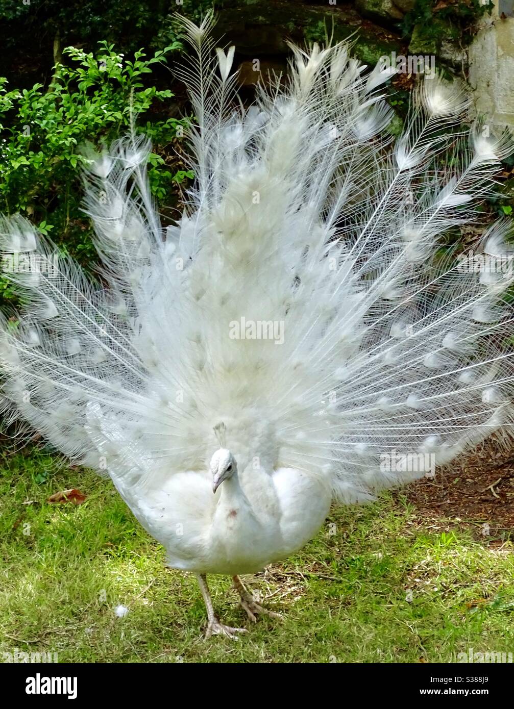 Hermoso pavo real blanco mostrando sus plumas en un jardín rural inglés  Fotografía de stock - Alamy