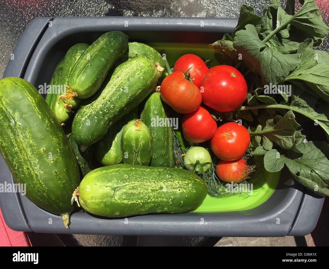 Pepinos, tomates y malezas frescas del jardín. Foto de stock