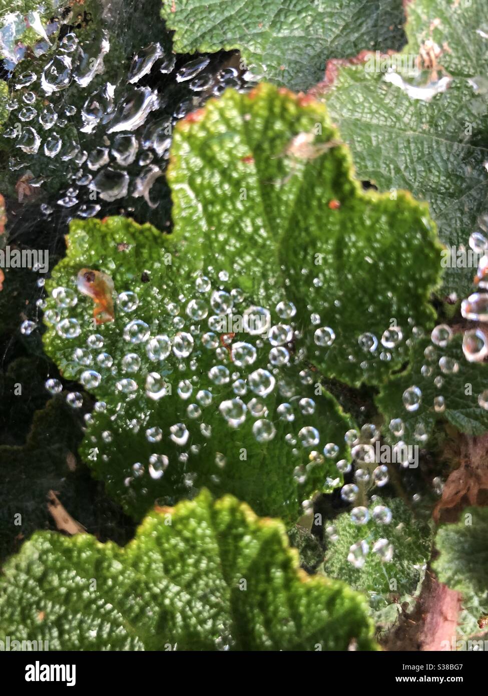 Telaraña con gotas de lluvia Foto de stock