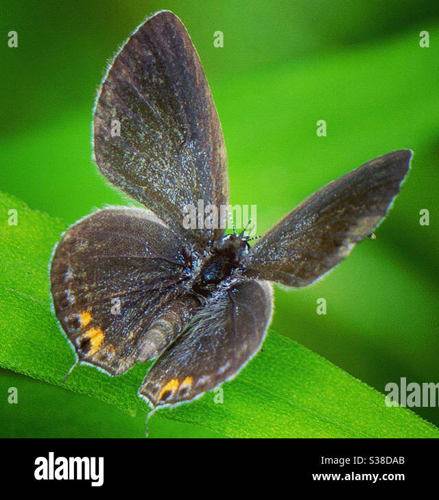 Oriental-cola mariposa azul Foto de stock