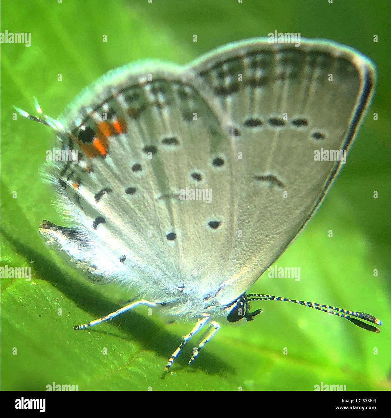 Oriental-cola mariposa azul Foto de stock