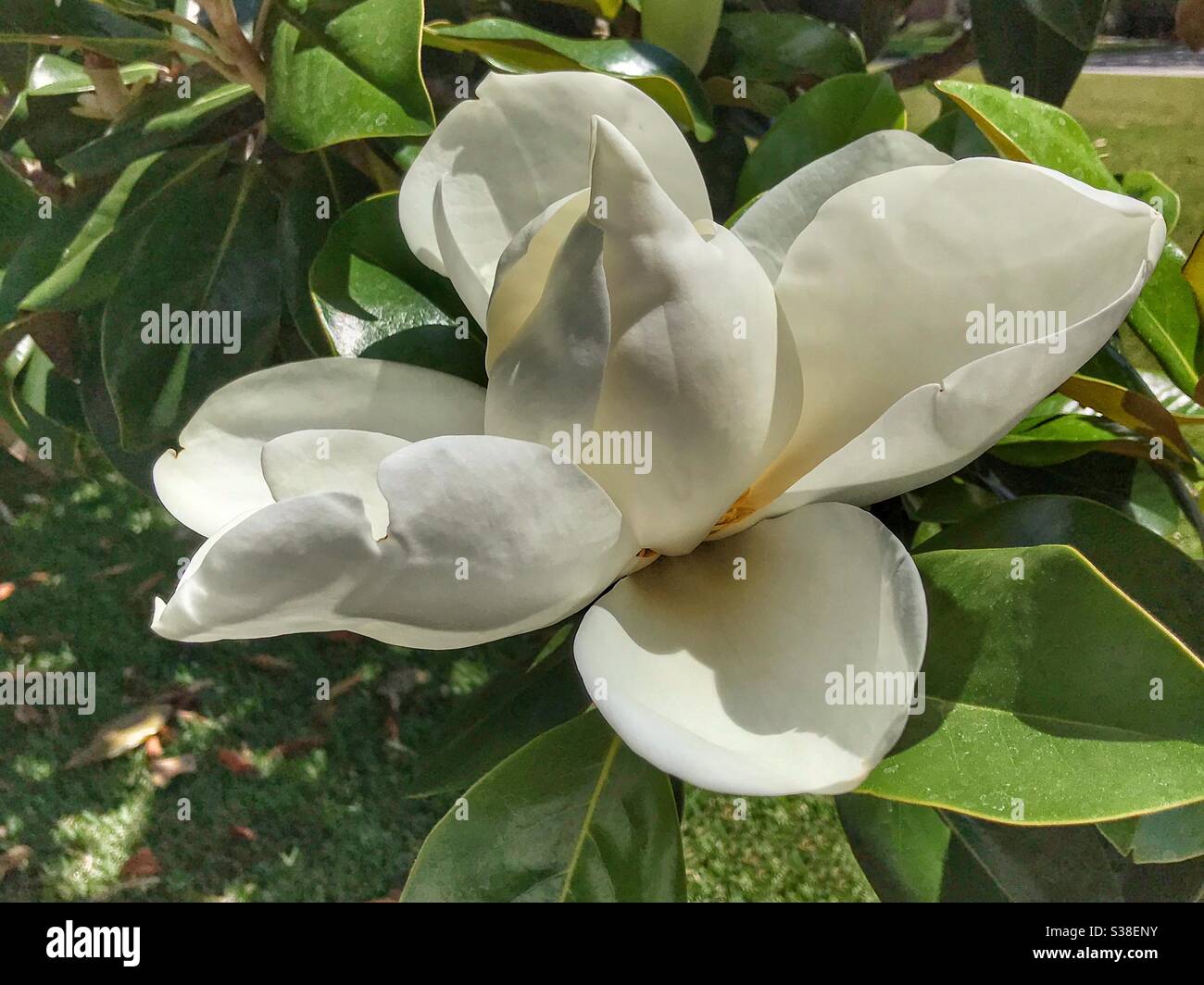 Flor de árbol de magnolia. Foto de stock