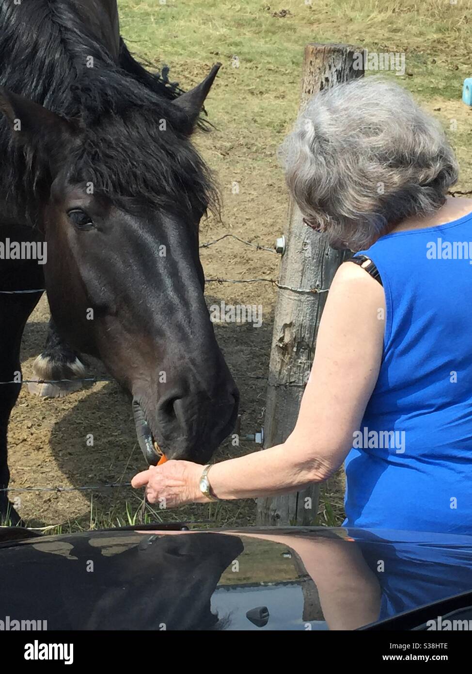 Mujer dando un caballo unas zanahorias, amable, gentilmente gigante, Percheron Foto de stock