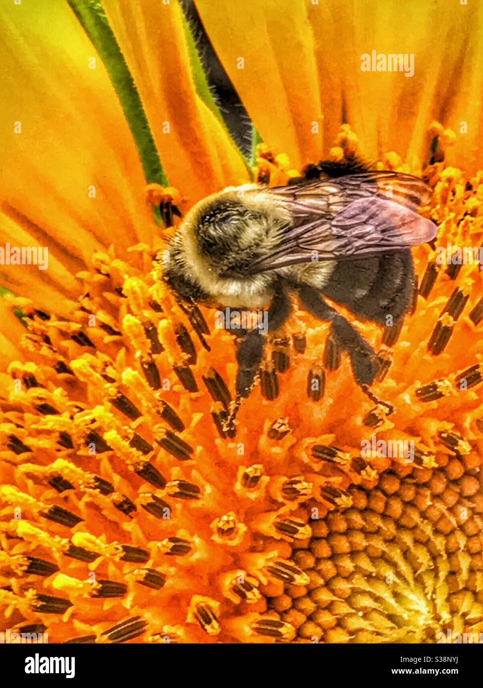 Recogiendo polen de abejas desde un girasol Foto de stock